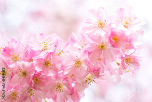 Ast mit blühender japanischer Kirschblüte