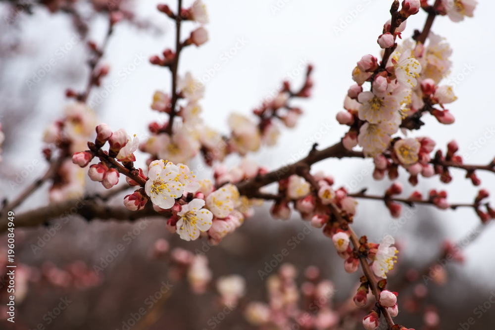 Apricot tree blossom flower. Spring flowering apricot Apricot tree blossom flower. Spring flowering apricot