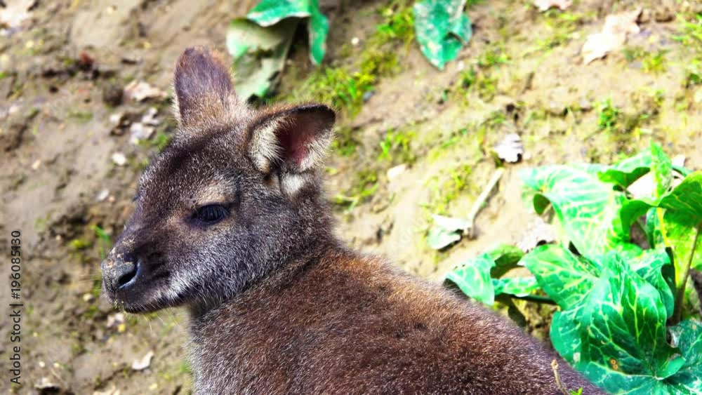 A small wallaby chews on a green background. A small wallaby chews on a green background.