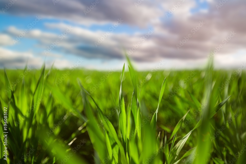 Obraz premium Grass.