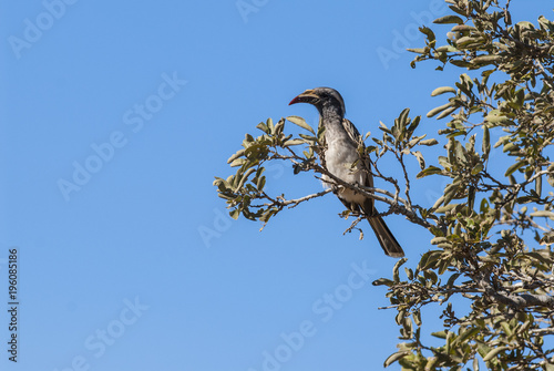 Photos African grey hornbill, Africa