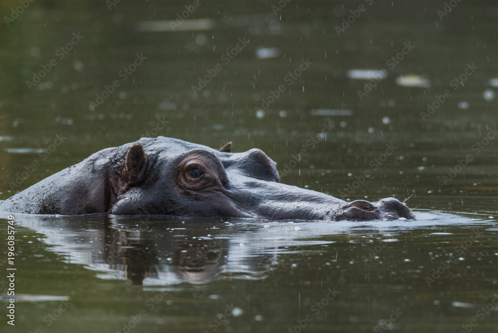 Fototapeta premium Hippopotamus , Kruger National Park