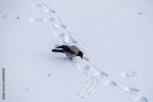 Fototapeta Naklejka Na Ścianę i Meble -  Crows are commonly found in the countryside and in the city. Curn explores the traces left by other birds. 