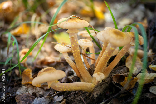 Mushrooms grow in the forest. Poisonous, inedible.