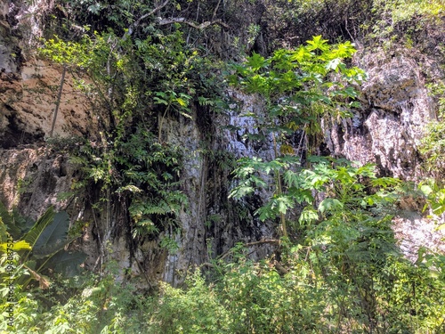 Plants growing on a cliff