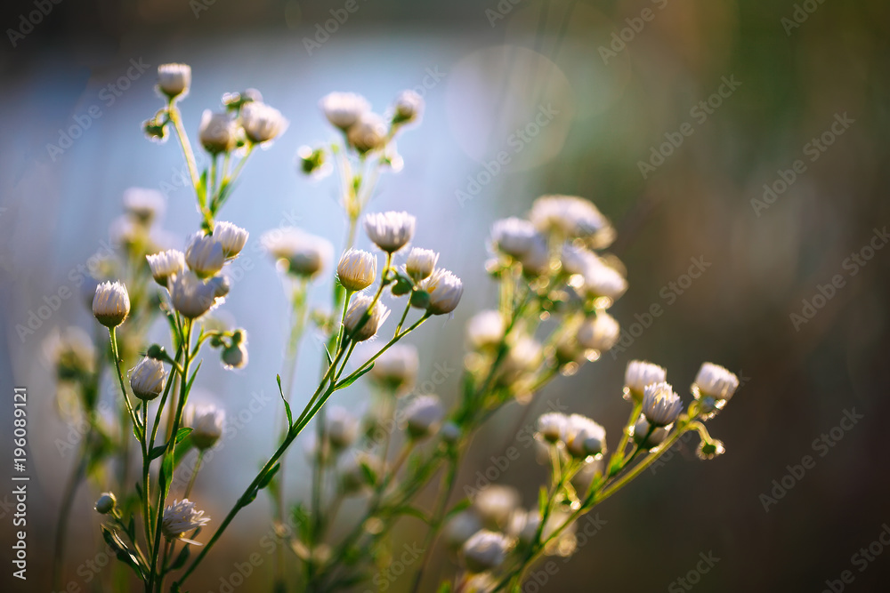 Meadow daisies flowers blooming in sunny day Meadow daisies flowers blooming in sunny day