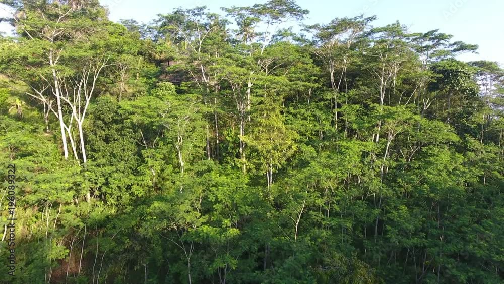 Rising Through Bali Indonesia Jungle Past Hut Rising Through Bali Indonesia Jungle Past Hut