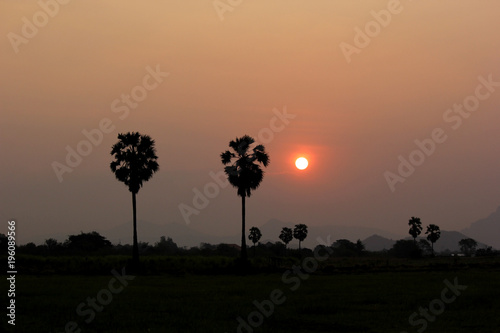 beautiful sunrise over the paddy field