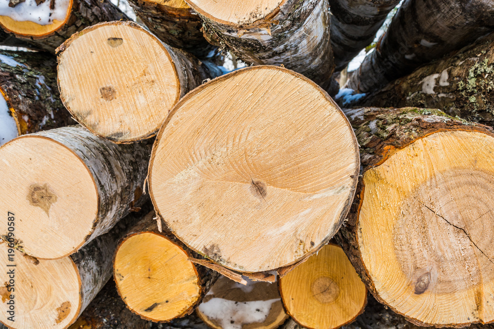 Fototapeta premium timber, sawn trees of birch and poplar