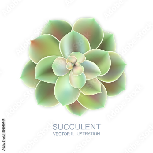 Vector realistic illustration of green succulent echeveria isolated on white background. Cactus flower top view