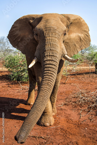 Close encounter with a bull elephant in Zimanga GAme Reserve in South Africa