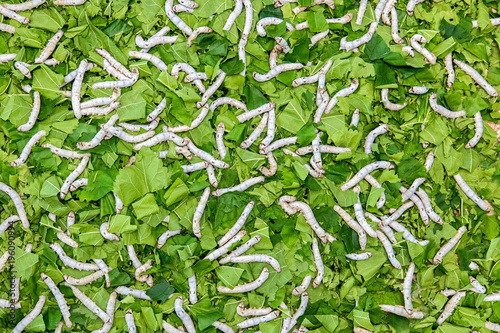 Many silkworms eat green leaves. Caterpillars of a silkworm eat leaf of a mulberry.