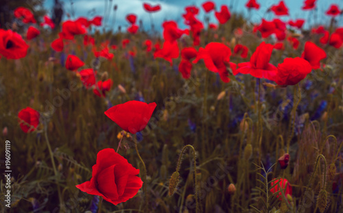Fototapeta Naklejka Na Ścianę i Meble -  wild poppy flower at sunset