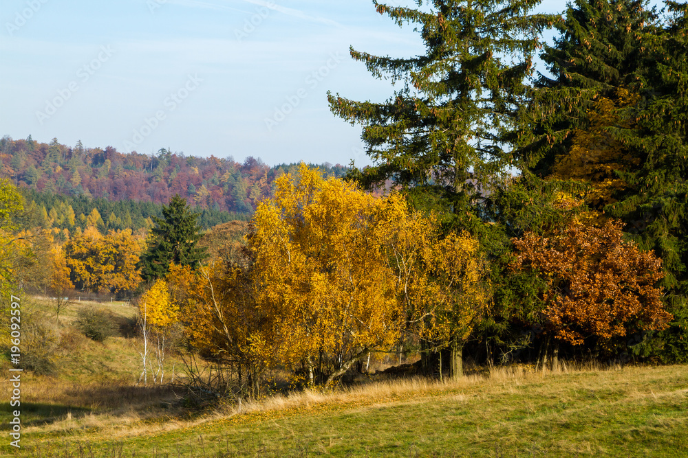 Baumgruppe im Herbstgewand
