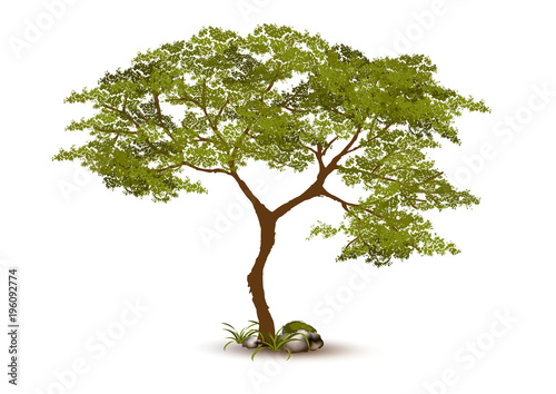 Beautiful tree Realistic  on a white background.
