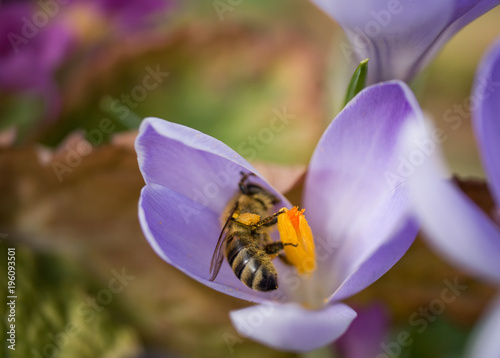Honey bee collecting nectar from crocus, macro photo