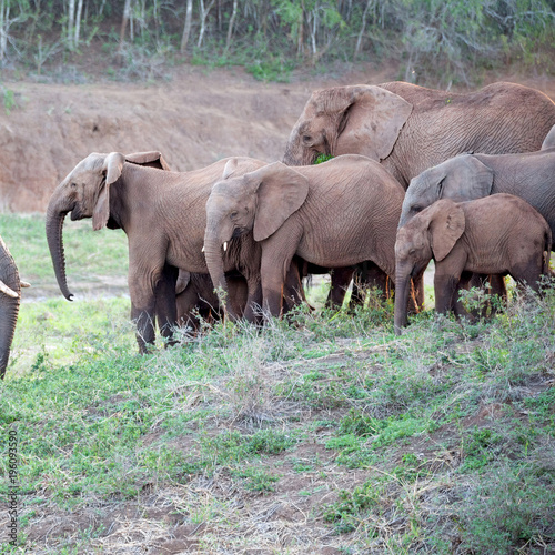  in south africa     wildlife  nature  reserve and   elephant photo
