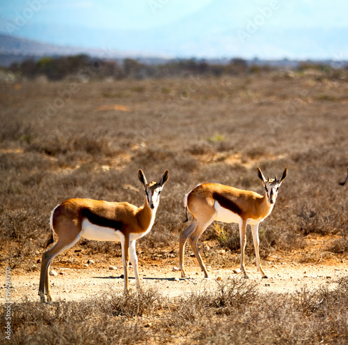 wild impala and the winter bush