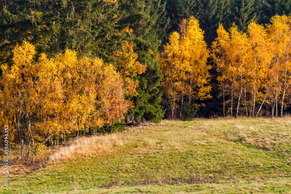 Baumgruppe im Herbstgewand