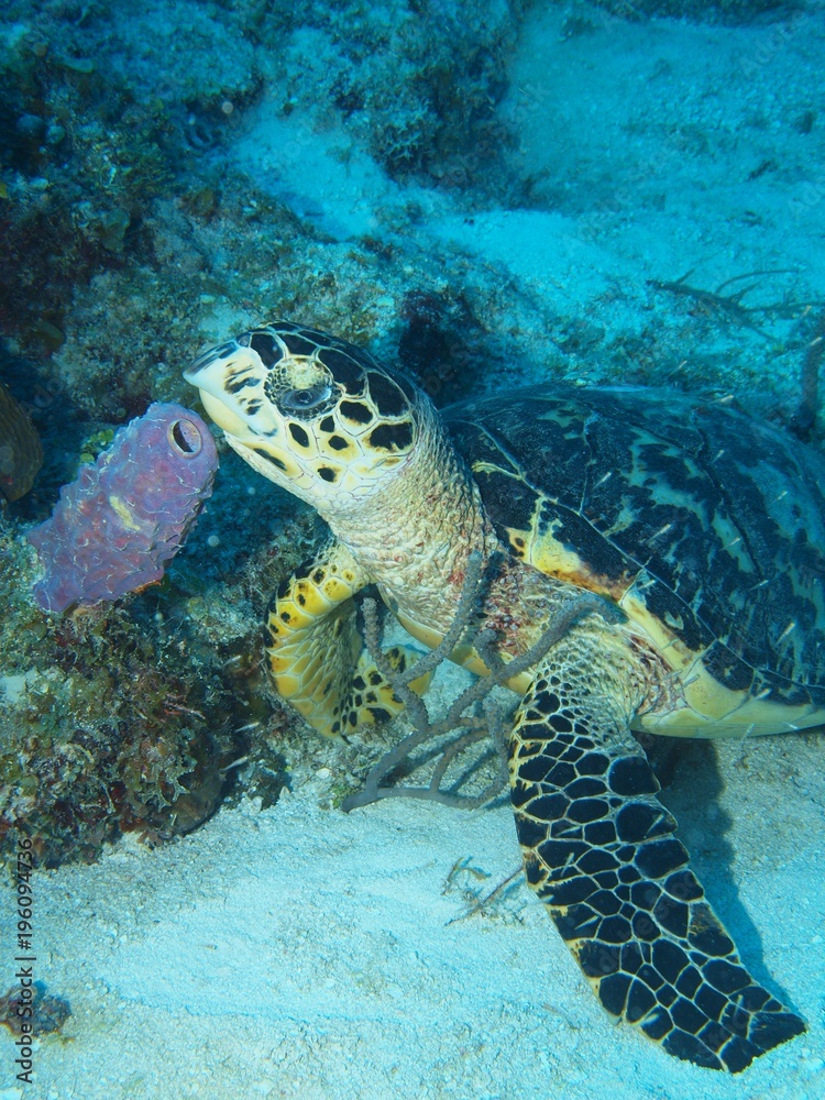 Obraz premium OLYMPUS DIGITAL CAMERA