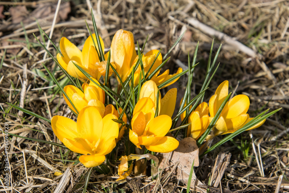Beautiful yellow saffron flowers close up Beautiful yellow saffron flowers close up