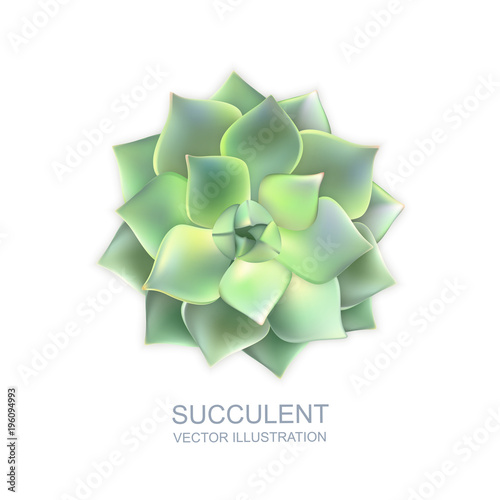Vector realistic illustration of green succulent echeveria isolated on white background. Cactus flower top view.
