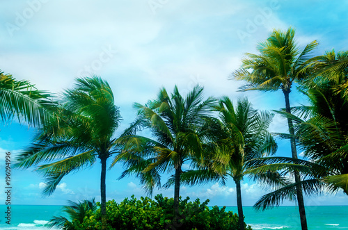 Tropical Miami Beach Palms