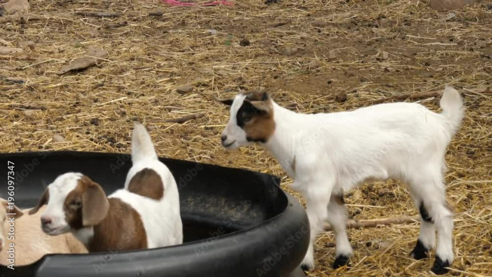 Adorable goats playing around in a rural farm Adorable goats playing around in a rural farm