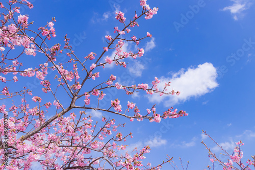 美しい河津桜のある風景