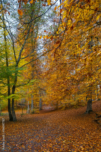 Lovely Autumn Colors of Nature © melih