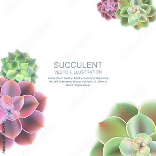 Vector frame with realistic of pink purple and green succulent echeveria. Cactus flowers top view on white background. Floral home garden illustration.