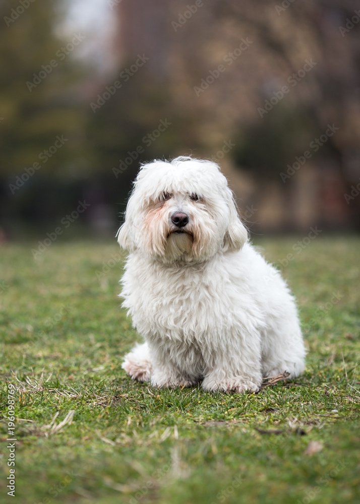 Coton de Tulear dog sitting on the grass