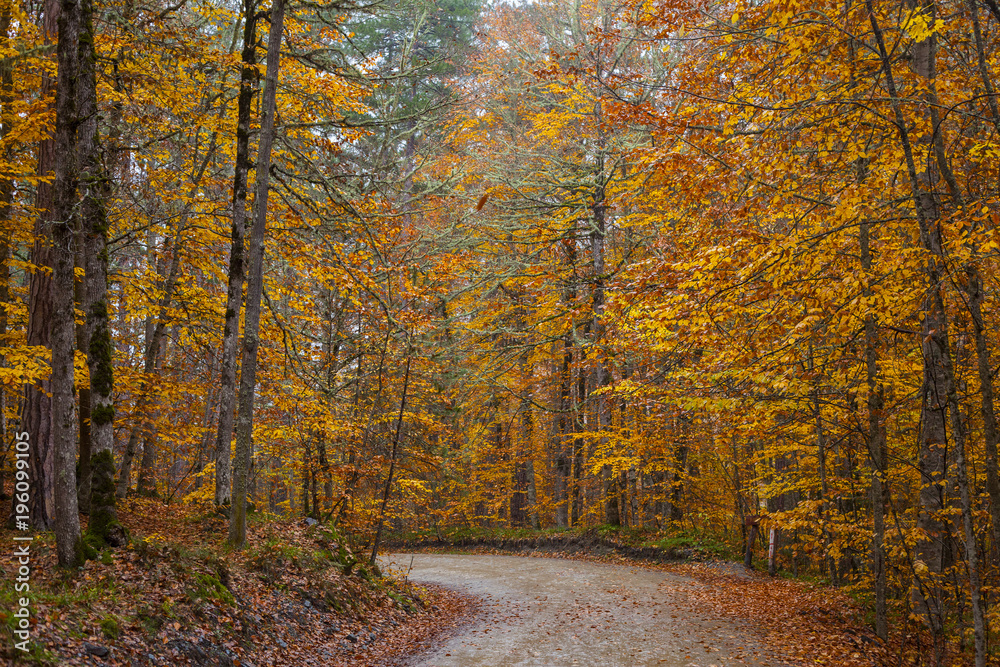 Obraz premium Lovely Autumn Colors of Nature