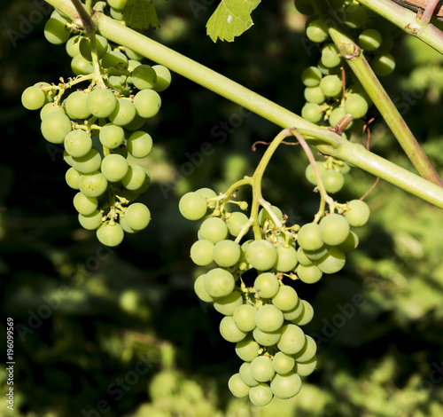 Grapes hanging from the vine at a winery photo