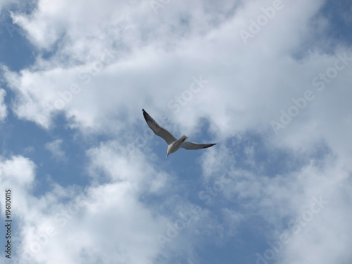 flying seagull with clouds
