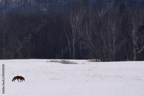 Fox on the Hunt