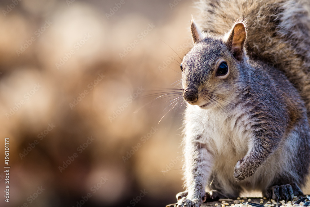 Eastern Gray Squirrel (Sciurus carolinensis) looks happy and cute in beautiful afternoon light, room for copy Eastern Gray Squirrel (Sciurus carolinensis) looks happy and cute in beautiful afternoon light, room for copy