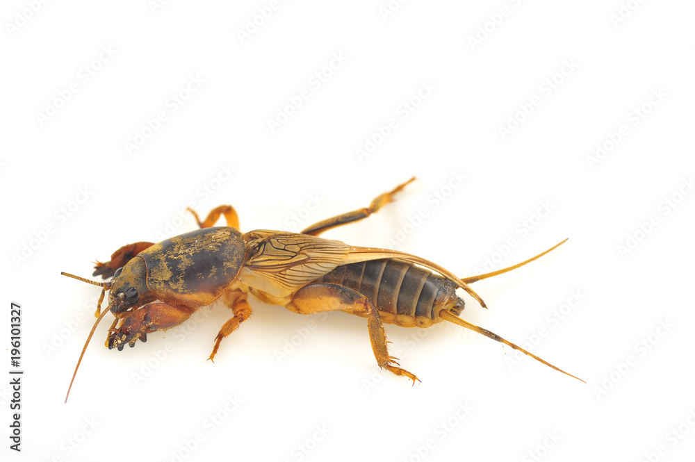 Mole cricket isolated on white background (Gryllotalpidae) Mole cricket isolated on white background (Gryllotalpidae)