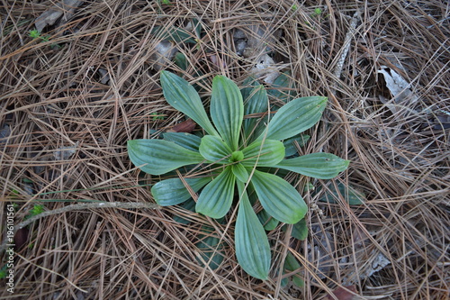 Plant growing through pine needles