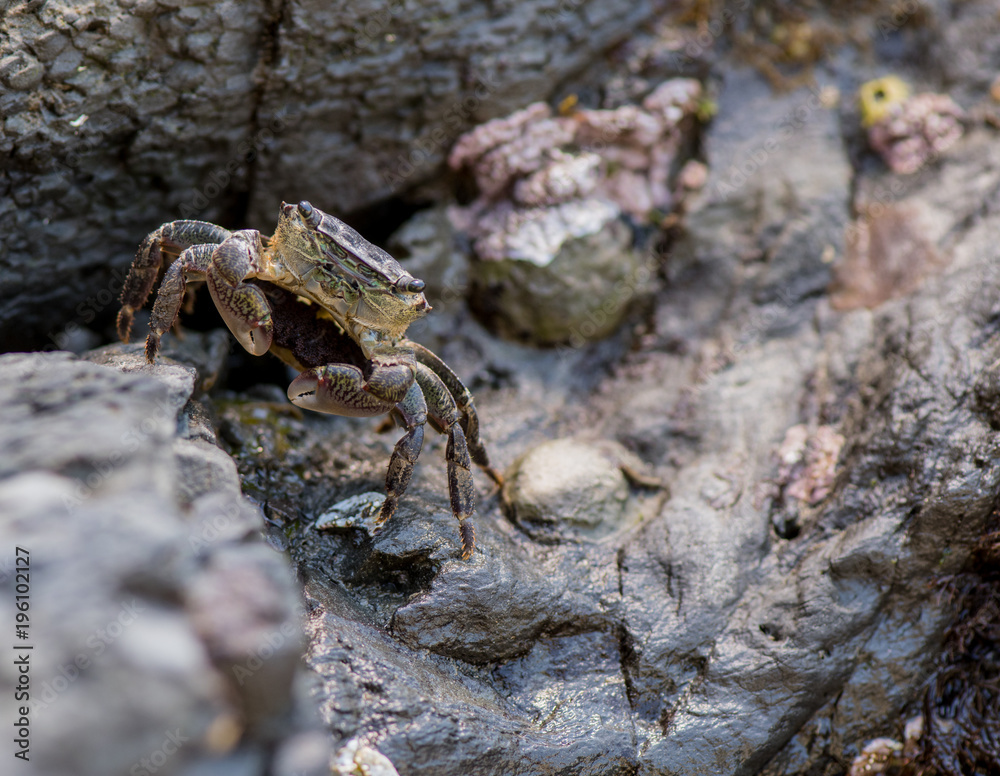 Small Crab Stands at Attention Small Crab Stands at Attention