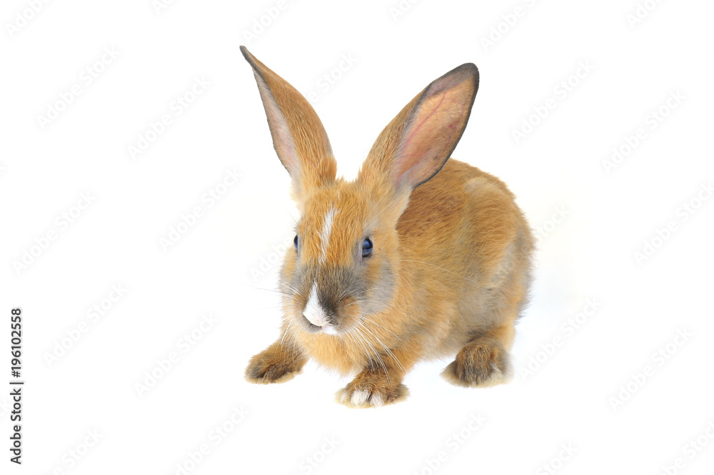 Obraz premium The rabbit in a white background