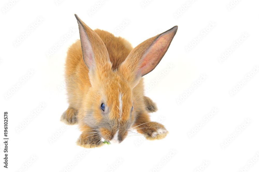 Obraz premium The rabbit in a white background