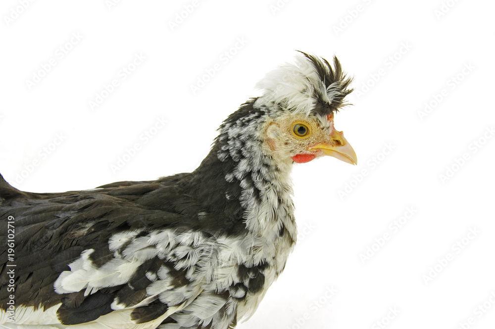 Obraz premium Chicken, chicken wing on a white background