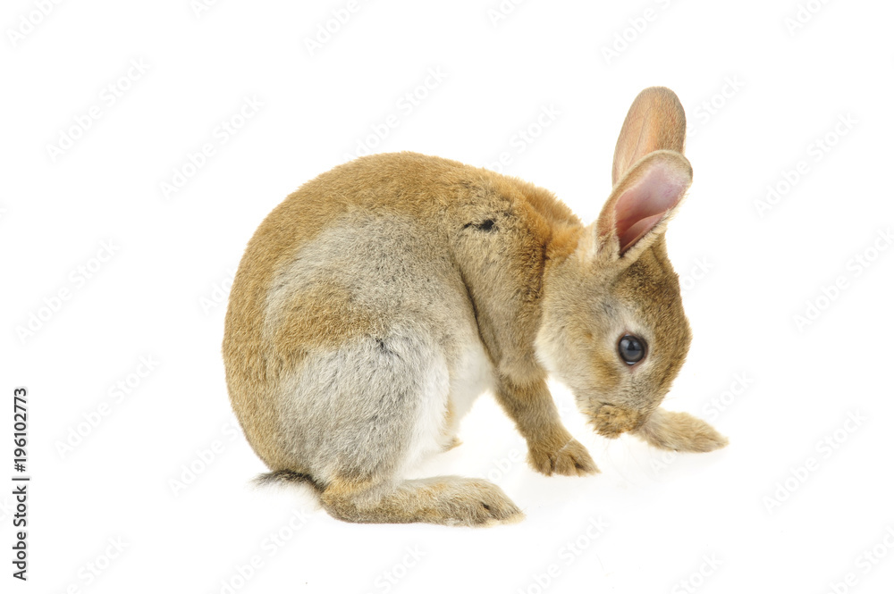 Obraz premium The rabbit in a white background