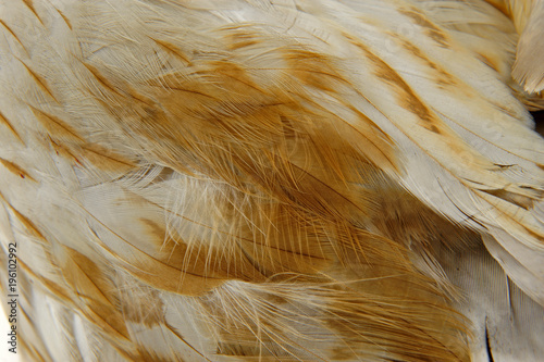 Eagle feathers © pdm