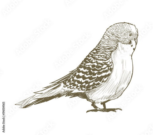 Illustration drawing style of bird