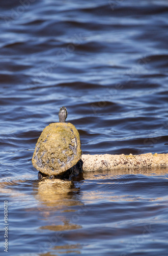 Florida red bellied turtle Pseudemys nelsoni with algae on its shell photo