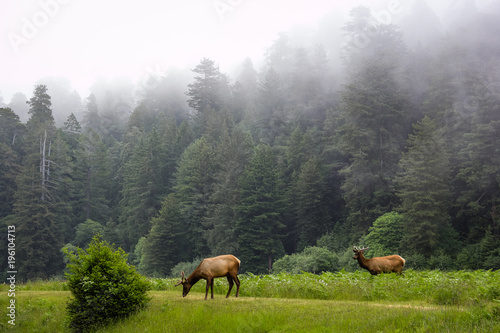 Elk In The Fog