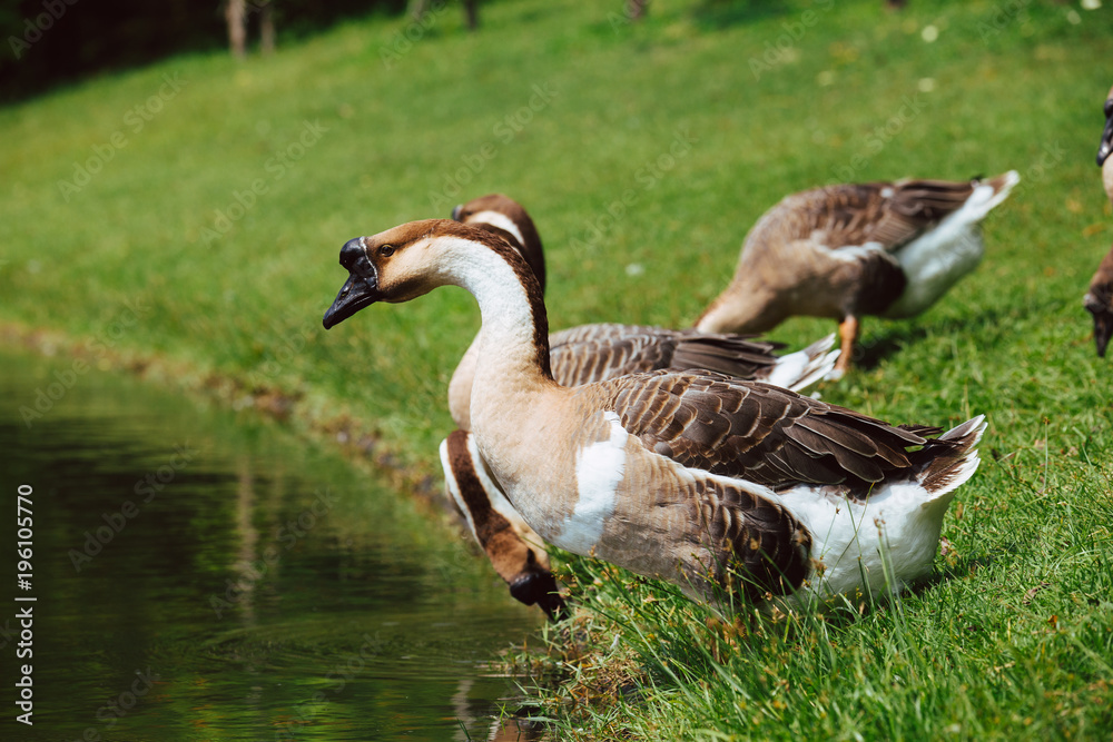 Obraz premium African Chinese geese standing in the park 