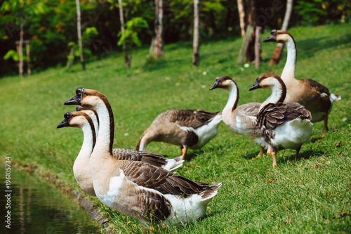 African Chinese geese standing in the park 